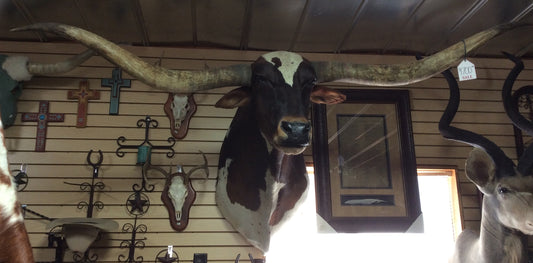 *SOLD* Longhorn Mount NDBW2