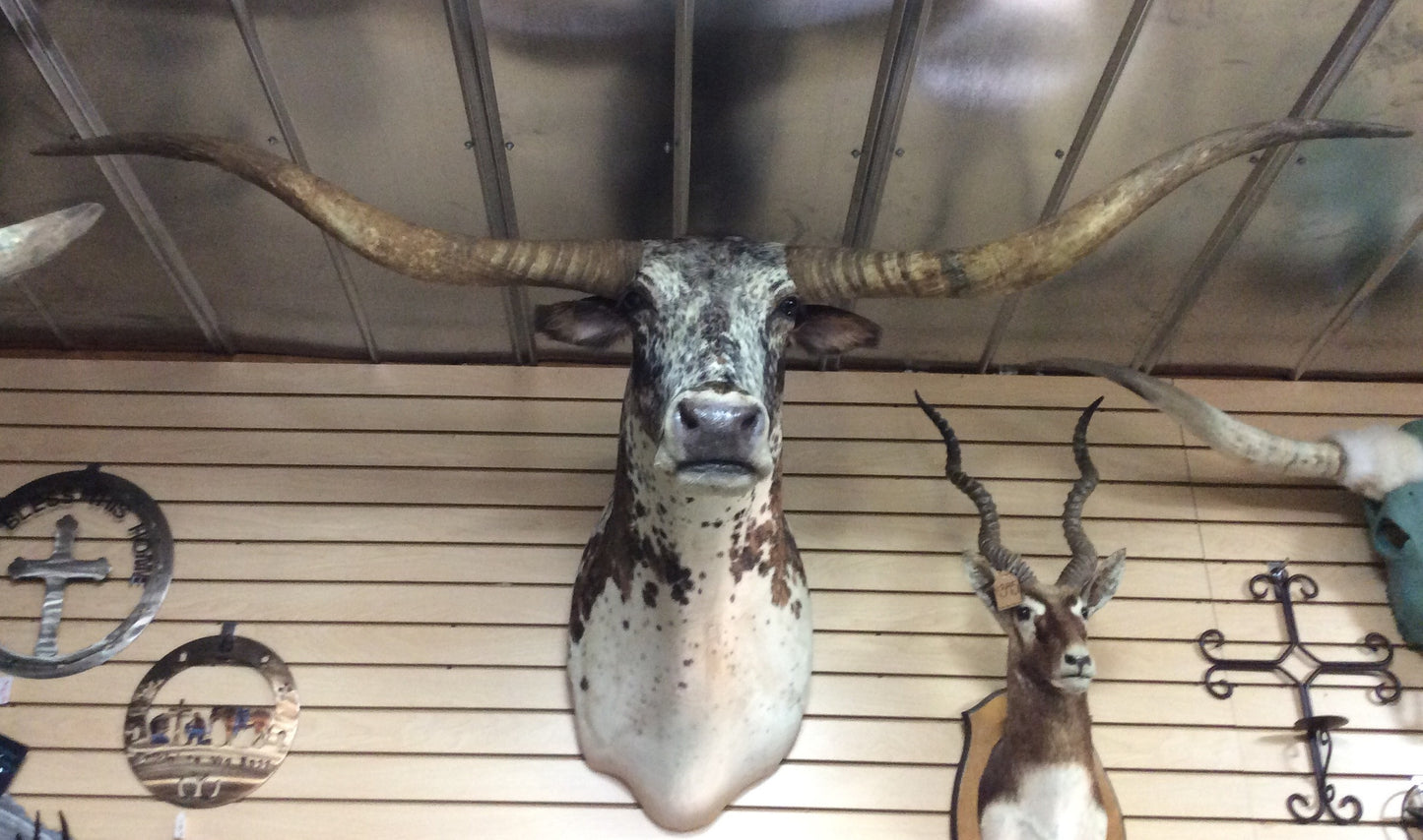 *SOLD* Longhorn Mount  NSPEC47