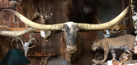 *SOLD* Longhorn Mount  NTBRI1