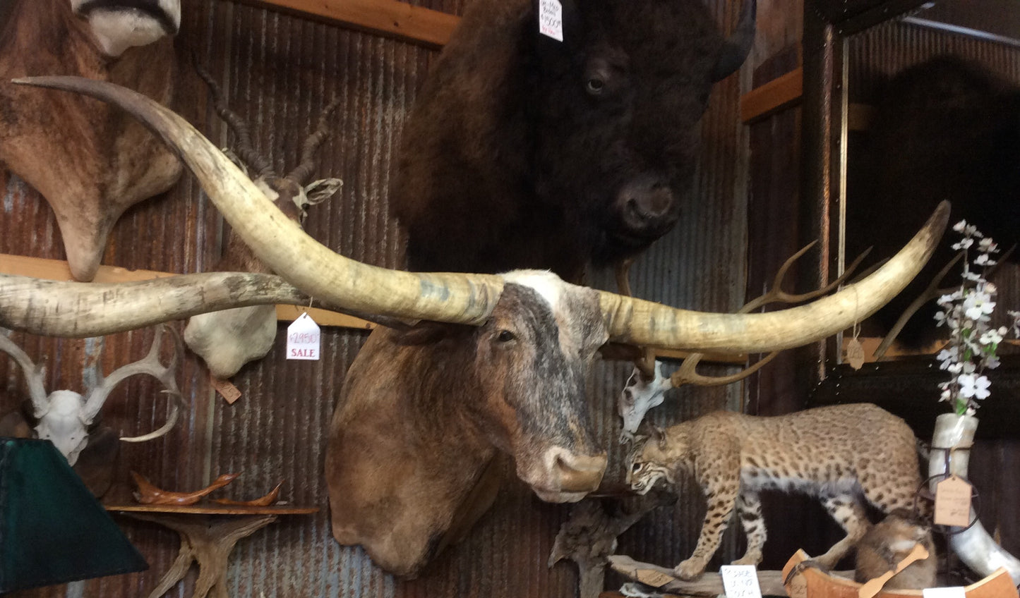 *SOLD* Longhorn Mount  NTBRI1