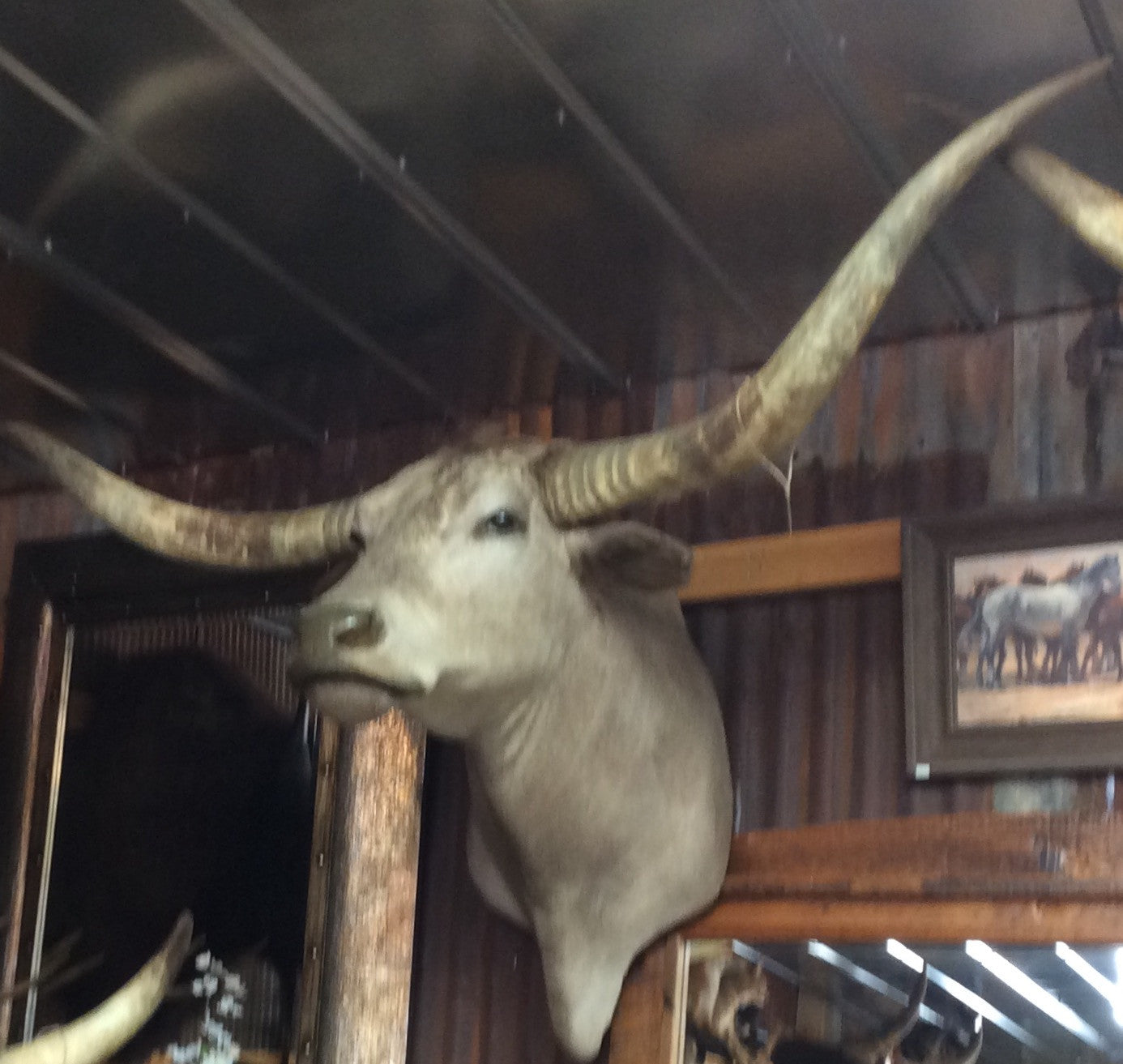 *SOLD* Longhorn Mount  NGS1