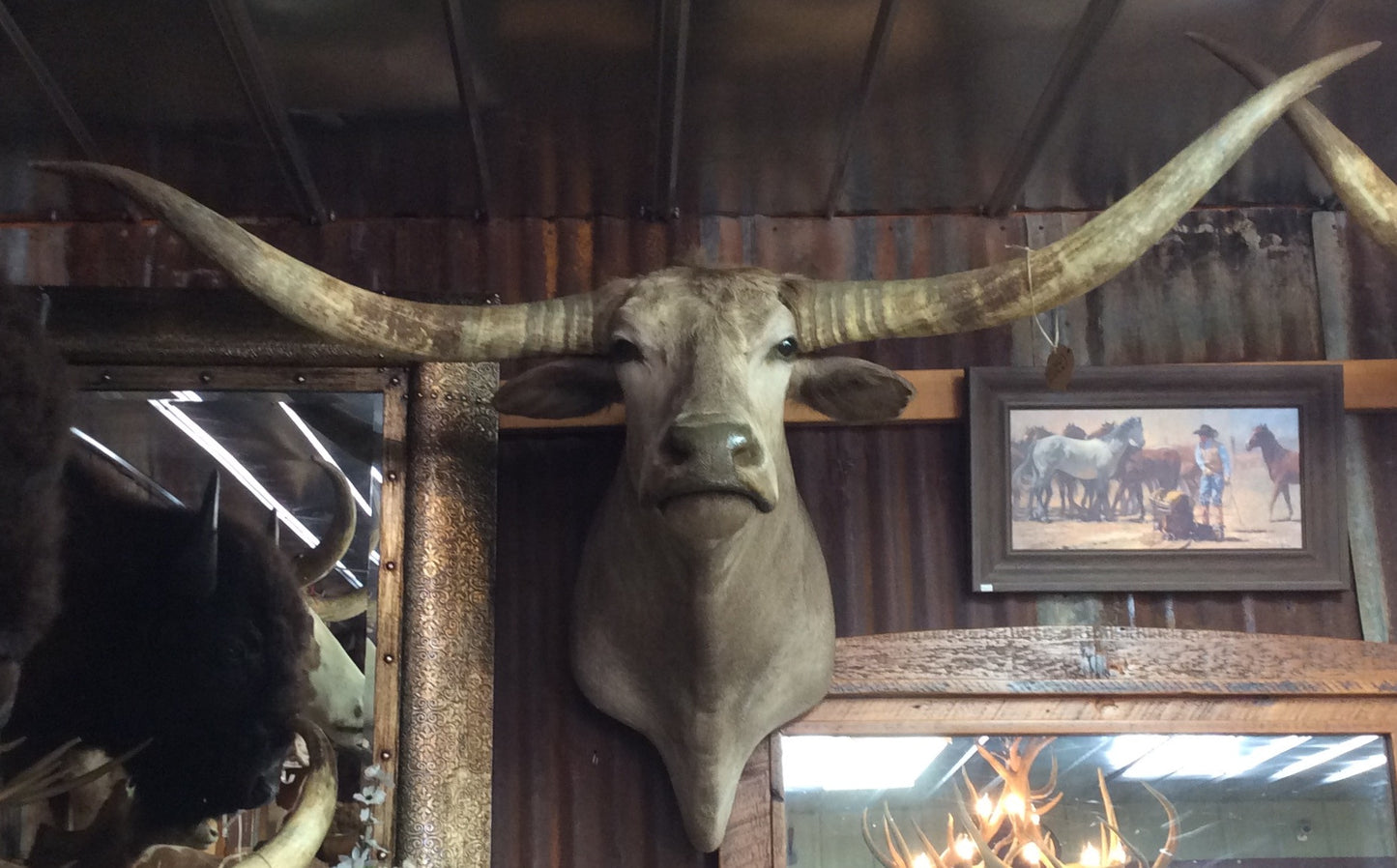*SOLD* Longhorn Mount  NGS1