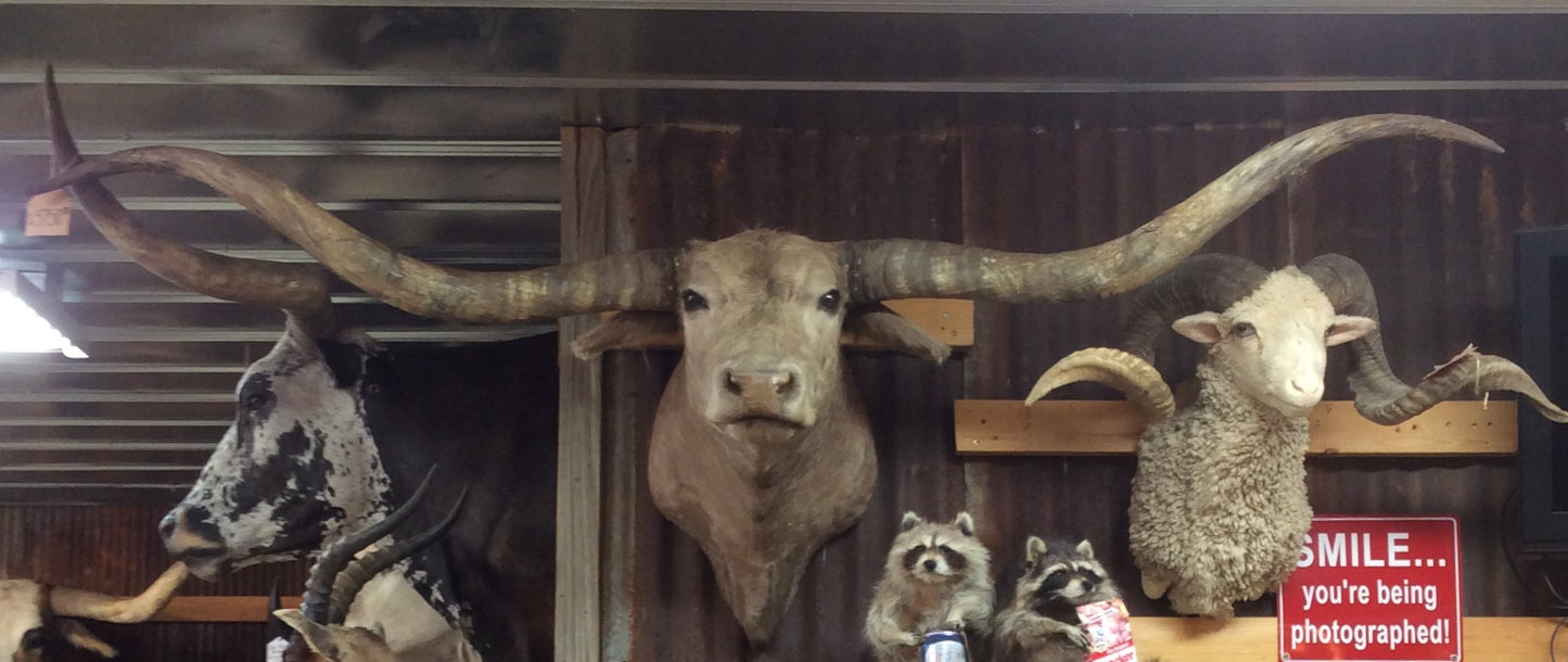 *SOLD* Longhorn Mount  NBuff2
