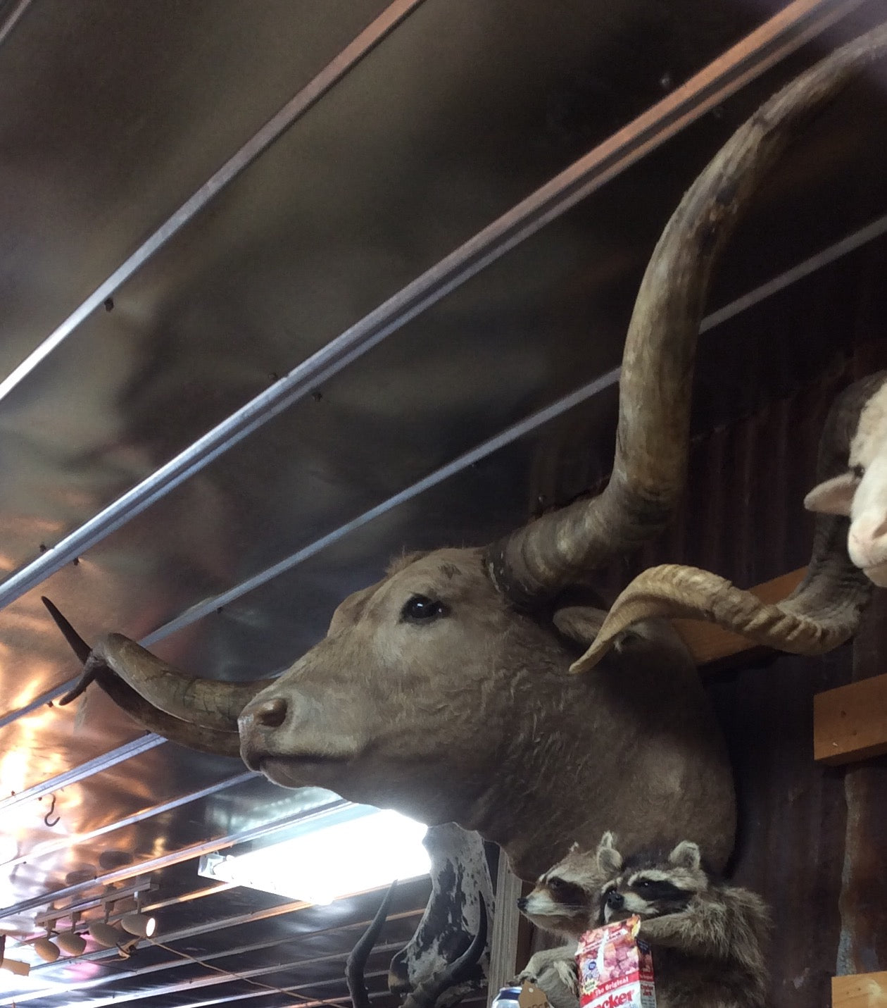*SOLD* Longhorn Mount  NBuff2