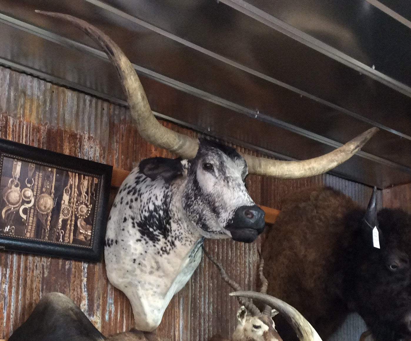 *SOLD* Longhorn Mount BBWSP2