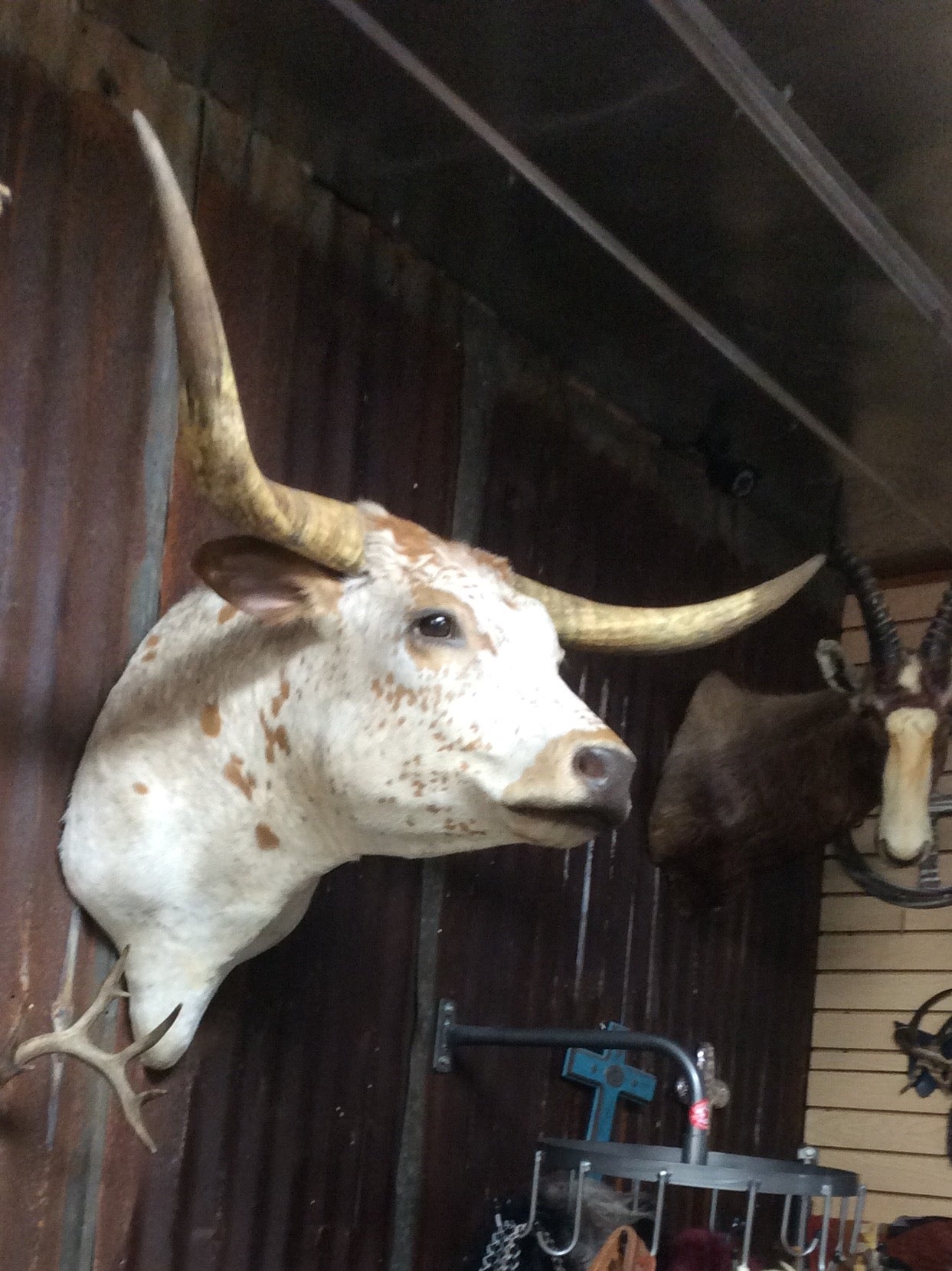 *SOLD* Longhorn Mount BOWSP5