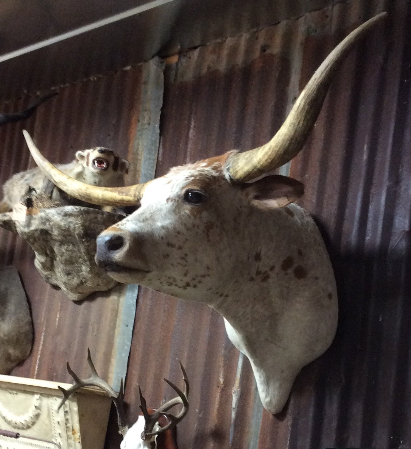 *SOLD* Longhorn Mount BOWSP5