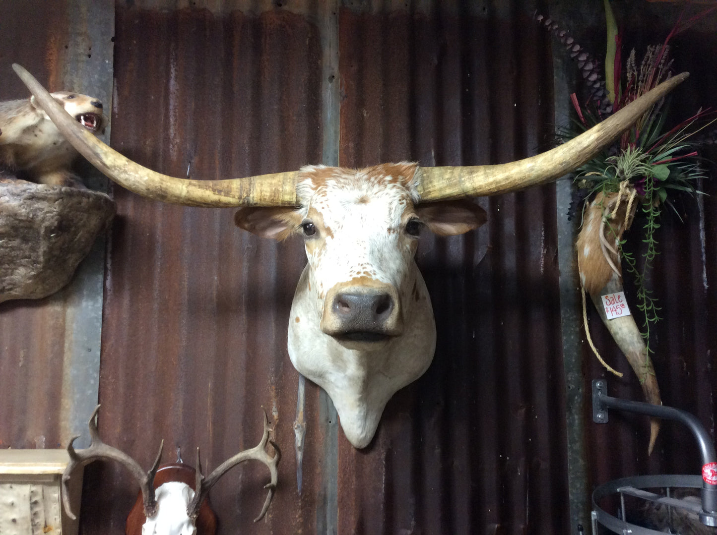 *SOLD* Longhorn Mount BOWSP5