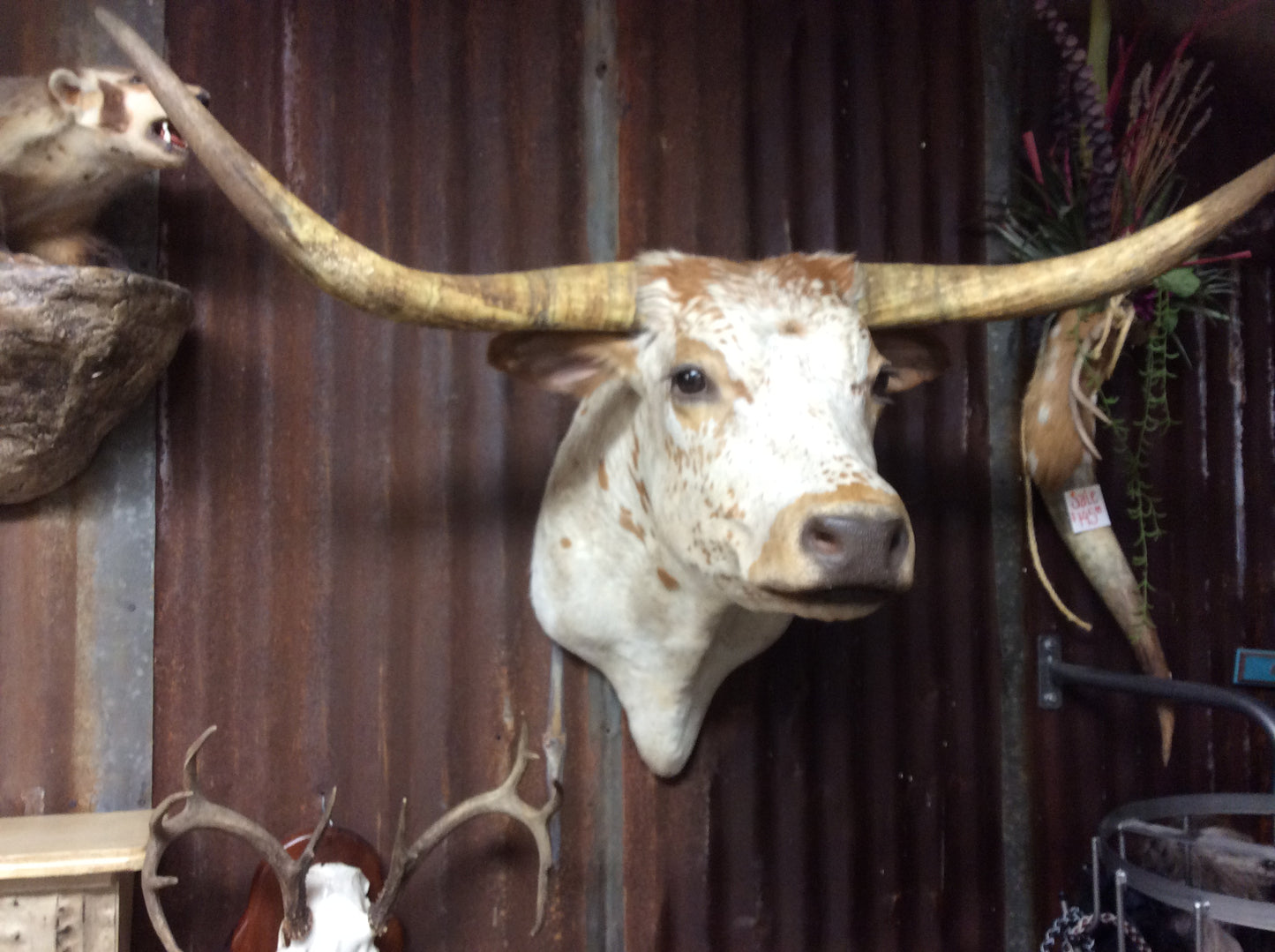 *SOLD* Longhorn Mount BOWSP5