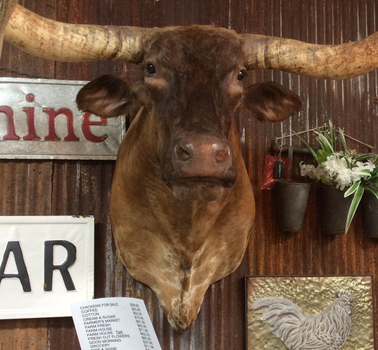 *SOLD* Longhorn Mount BBSB7