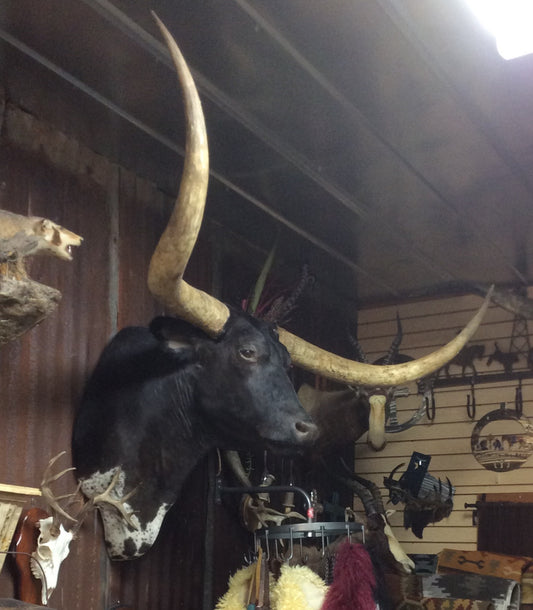 *SOLD* Longhorn Mount BBLKSB8