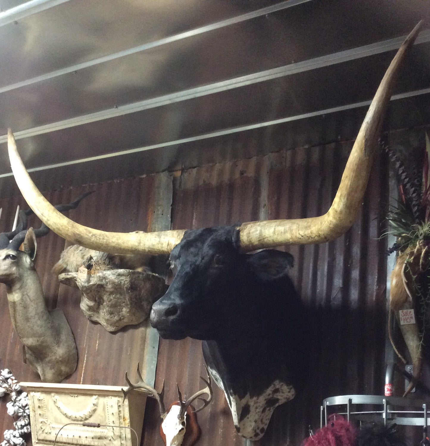 *SOLD* Longhorn Mount BBLKSB8