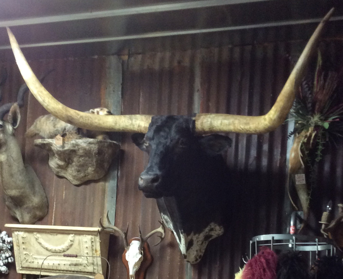 *SOLD* Longhorn Mount BBLKSB8