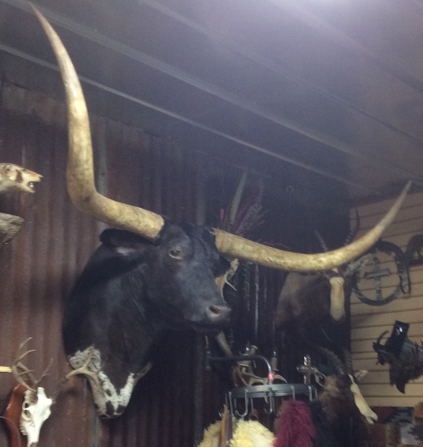 *SOLD* Longhorn Mount BBLKSB8