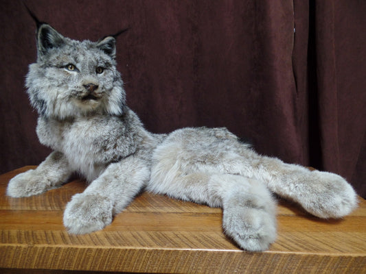 Laying Lynx Mount