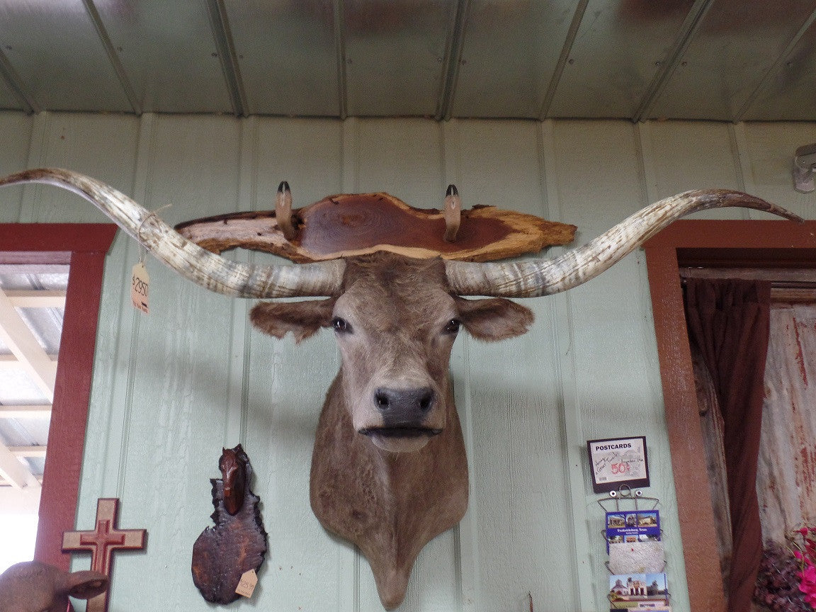 *SOLD* Steer Mount BGRY24