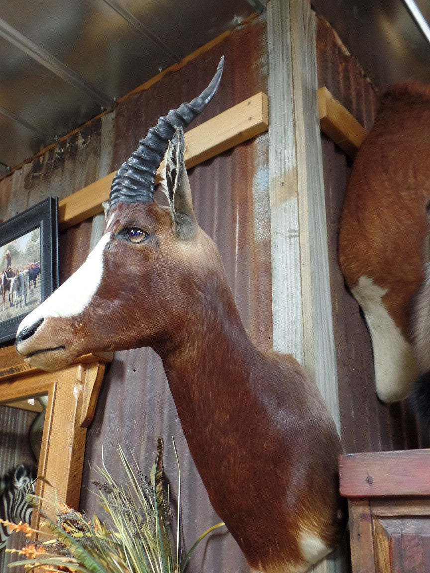 Blesbok Antelope Mount