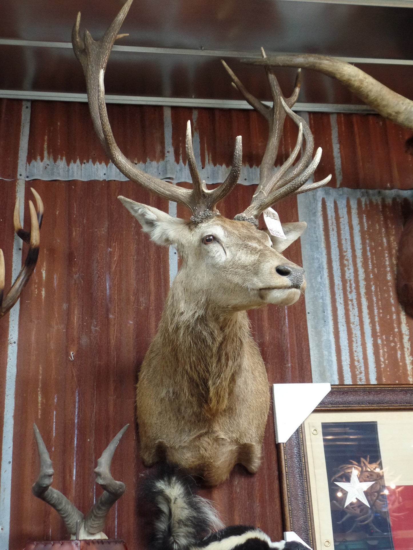 Red Stagg Mount