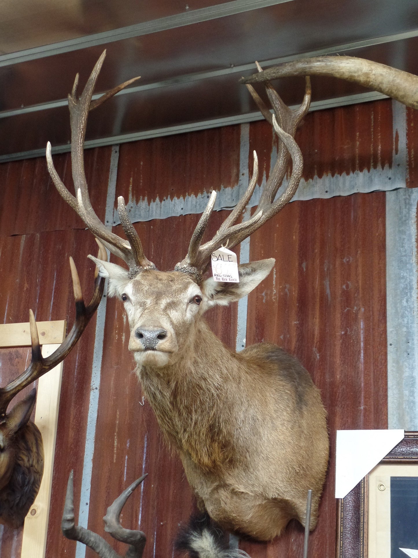 Red Stagg Mount