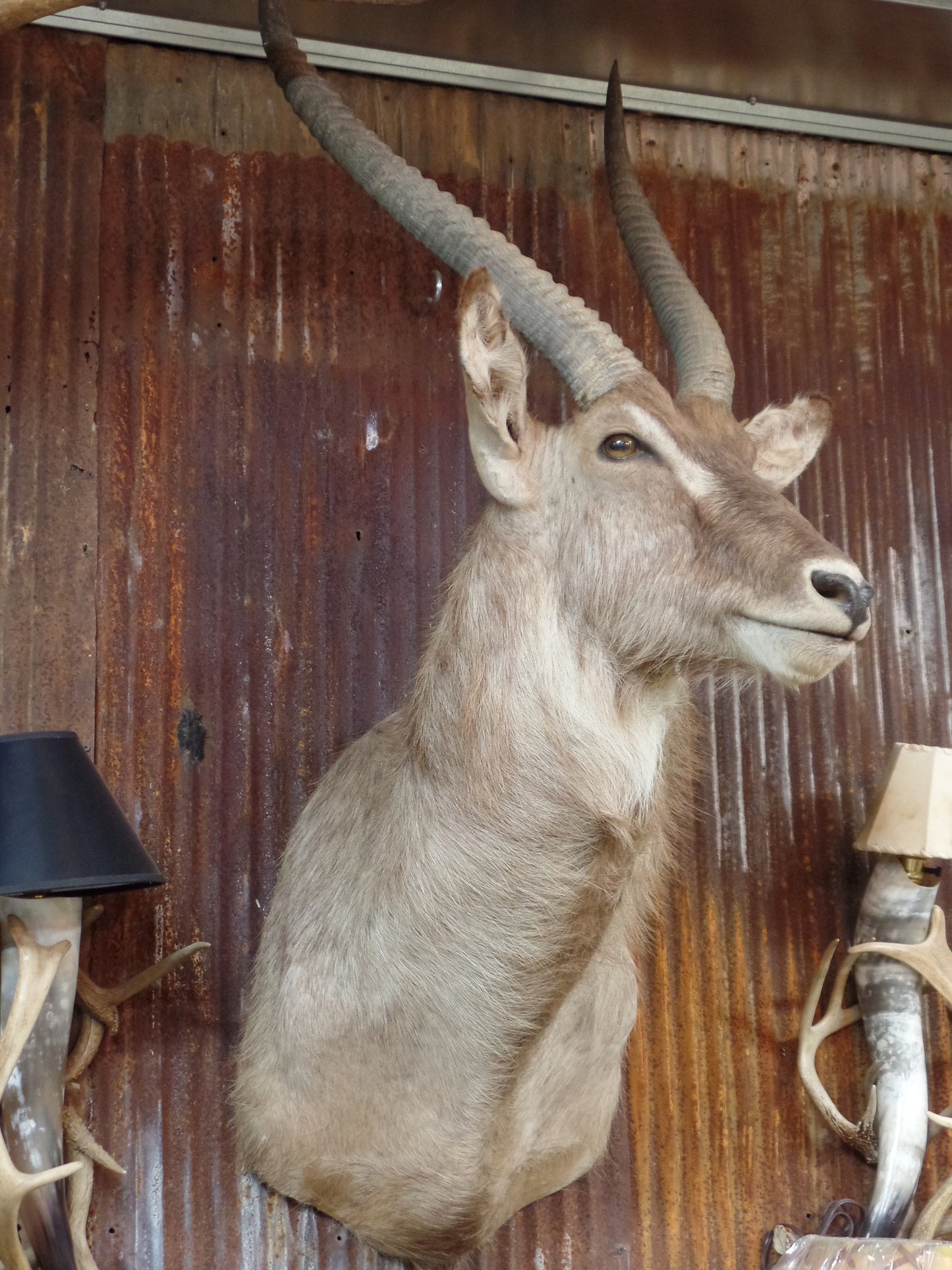 Waterbuck Mount