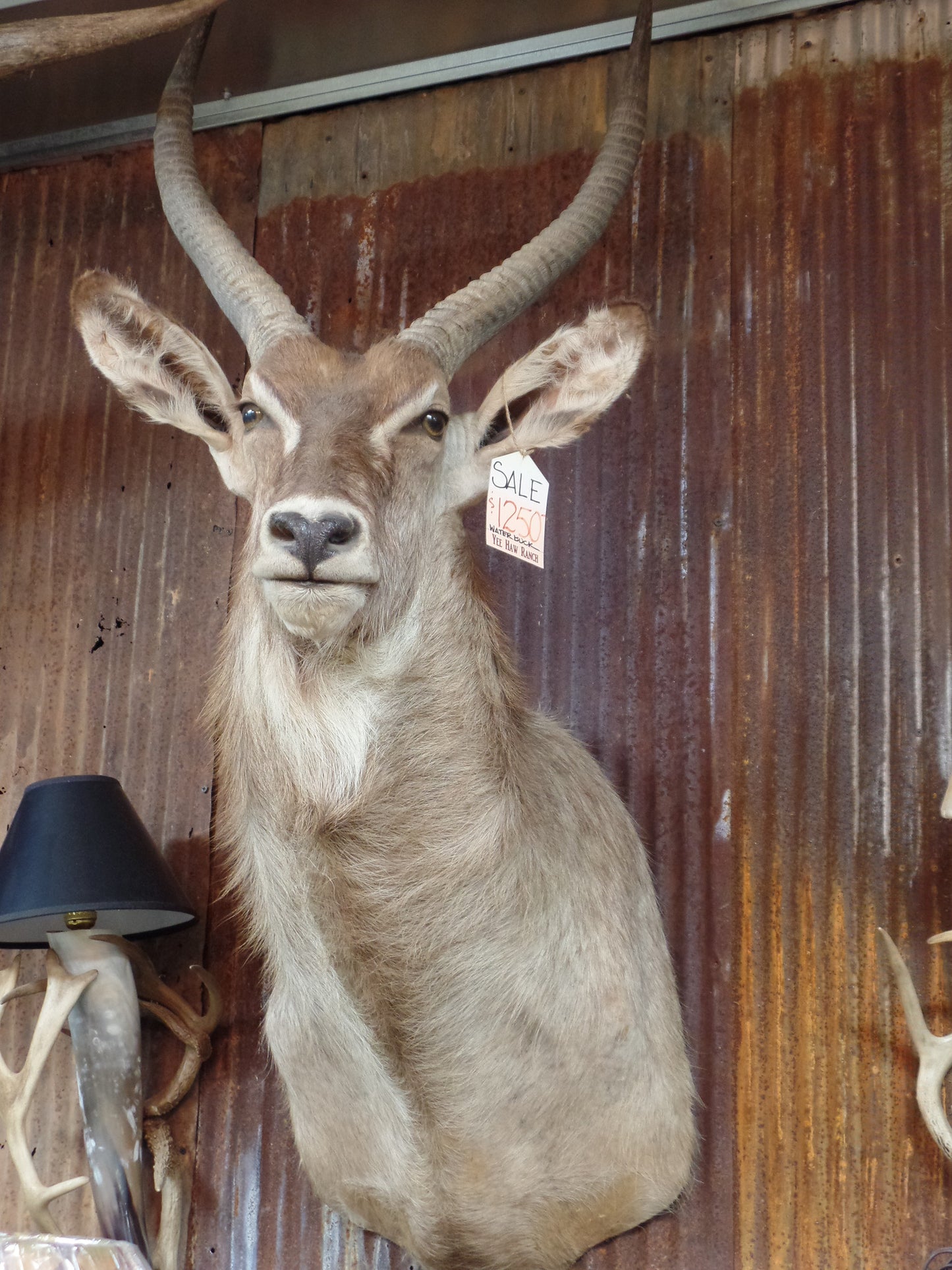 Waterbuck Mount