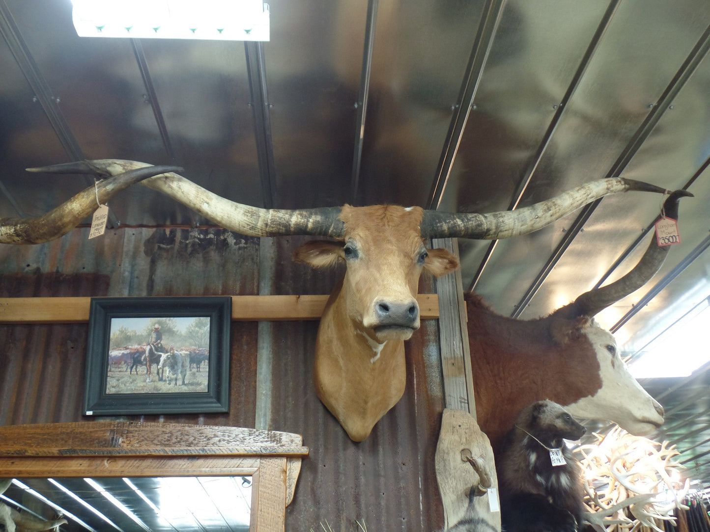 *SOLD* Longhorn Mount