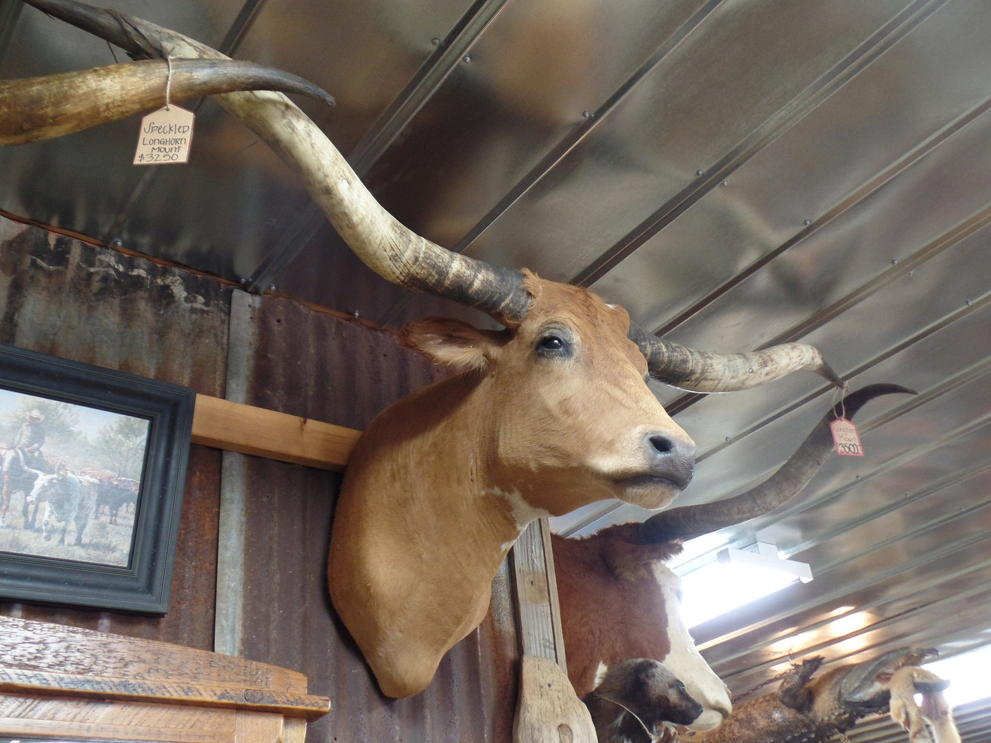 *SOLD* Longhorn Mount
