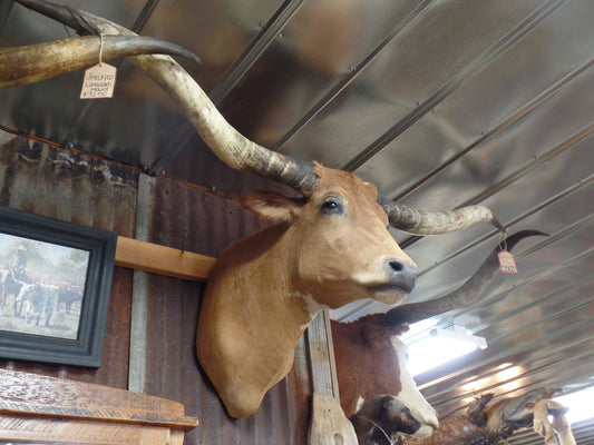 *SOLD* Longhorn Mount