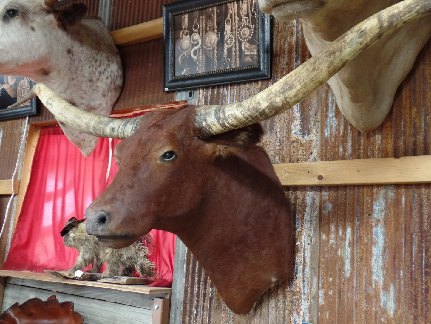 *SOLD* Longhorn Mount BRED25