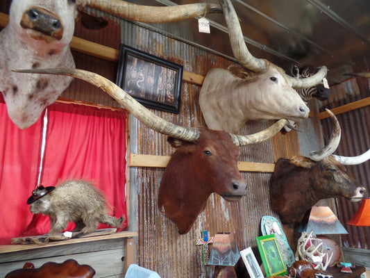 *SOLD* Longhorn Mount BRED25