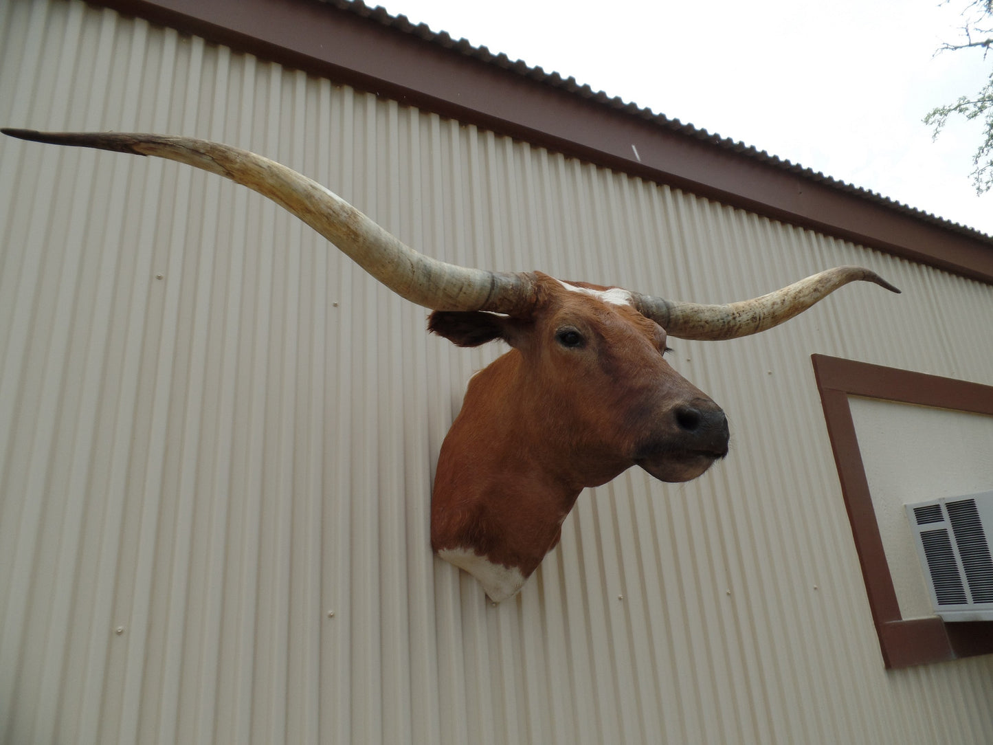 *SOLD* Longhorn Mount BBWT31