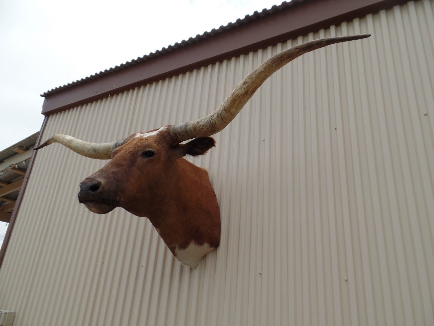 *SOLD* Longhorn Mount BBWT31
