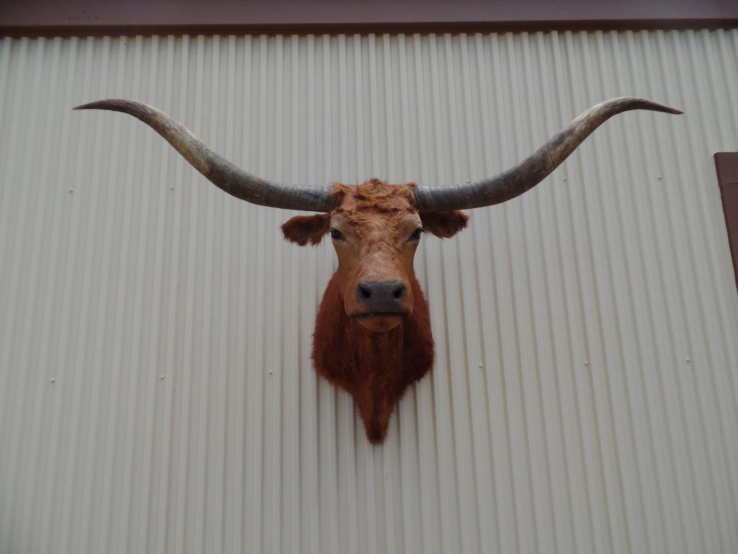 *SOLD* Longhorn Mount BRED29