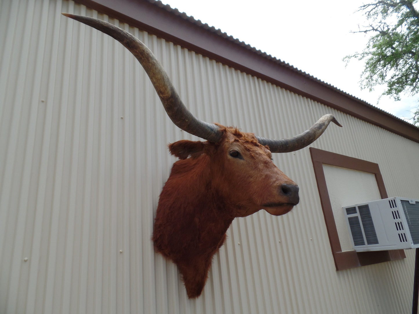 *SOLD* Longhorn Mount BRED29
