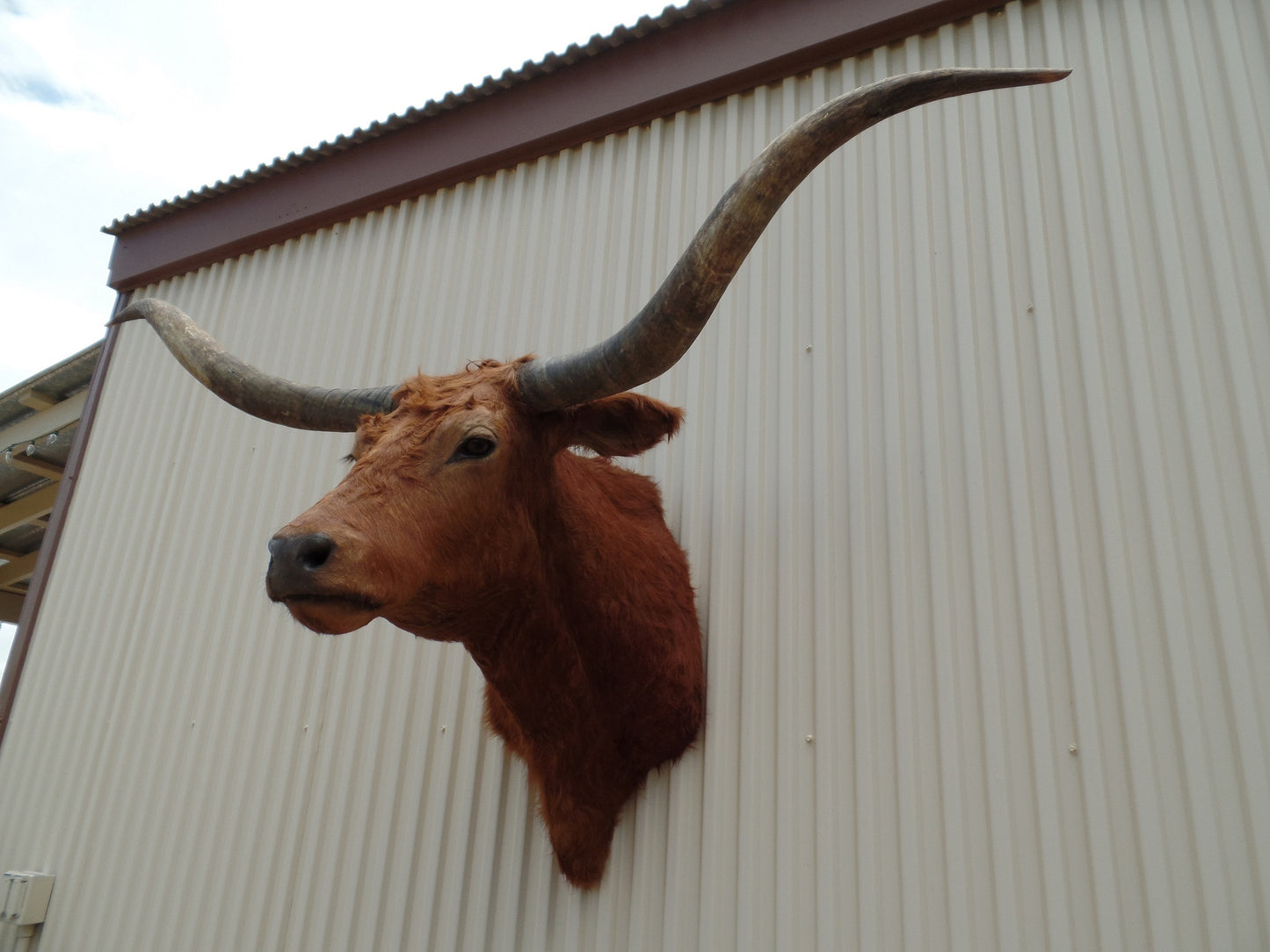 *SOLD* Longhorn Mount BRED29