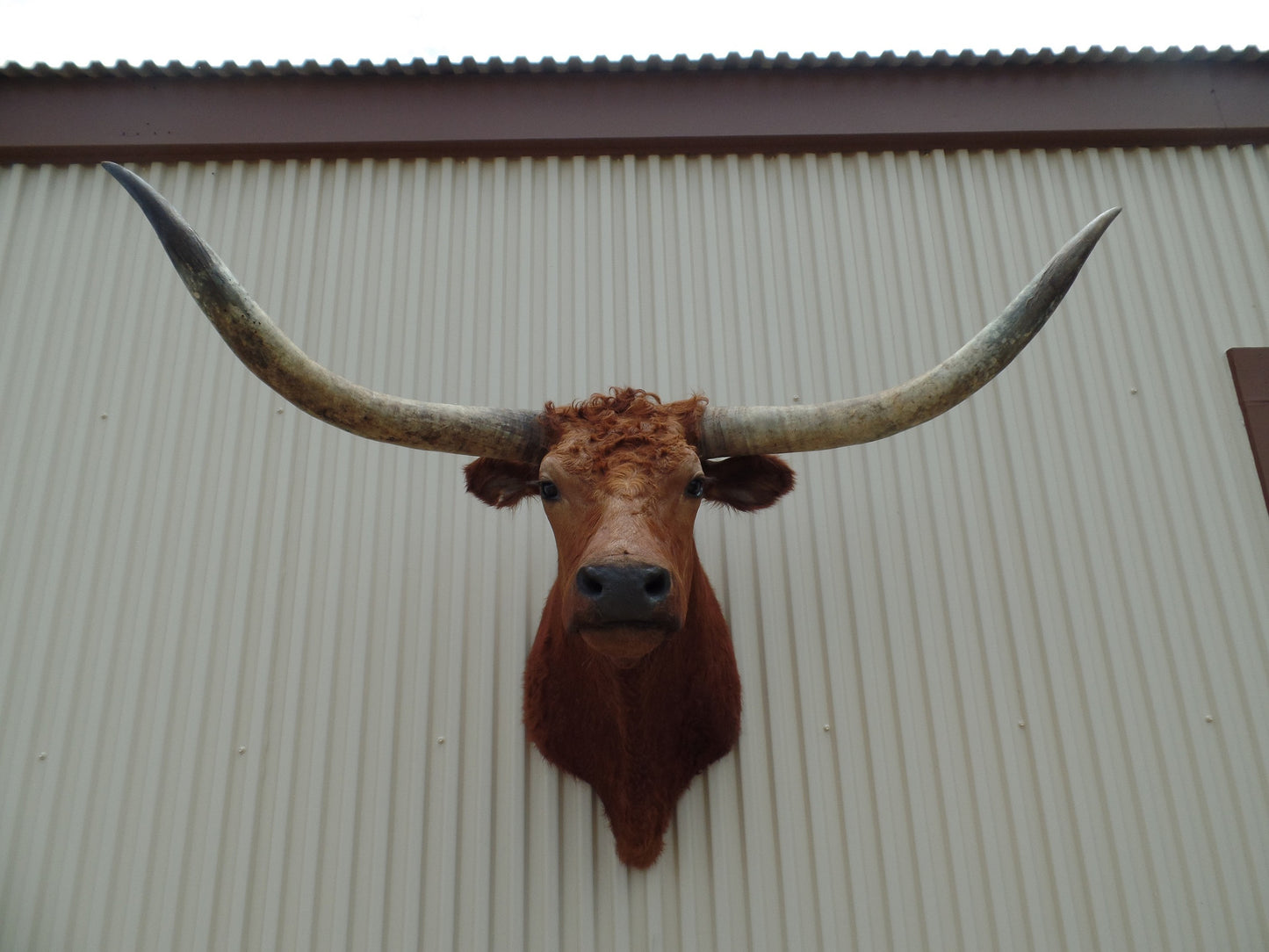 *SOLD* Longhorn Mount BRED30
