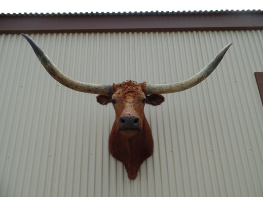 *SOLD* Longhorn Mount BRED30
