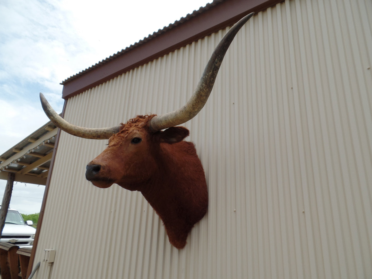 *SOLD* Longhorn Mount BRED30