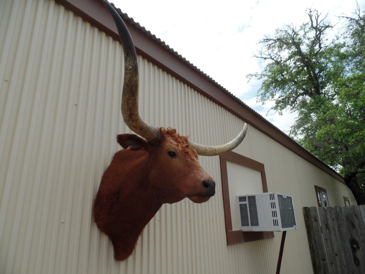 *SOLD* Longhorn Mount BRED30
