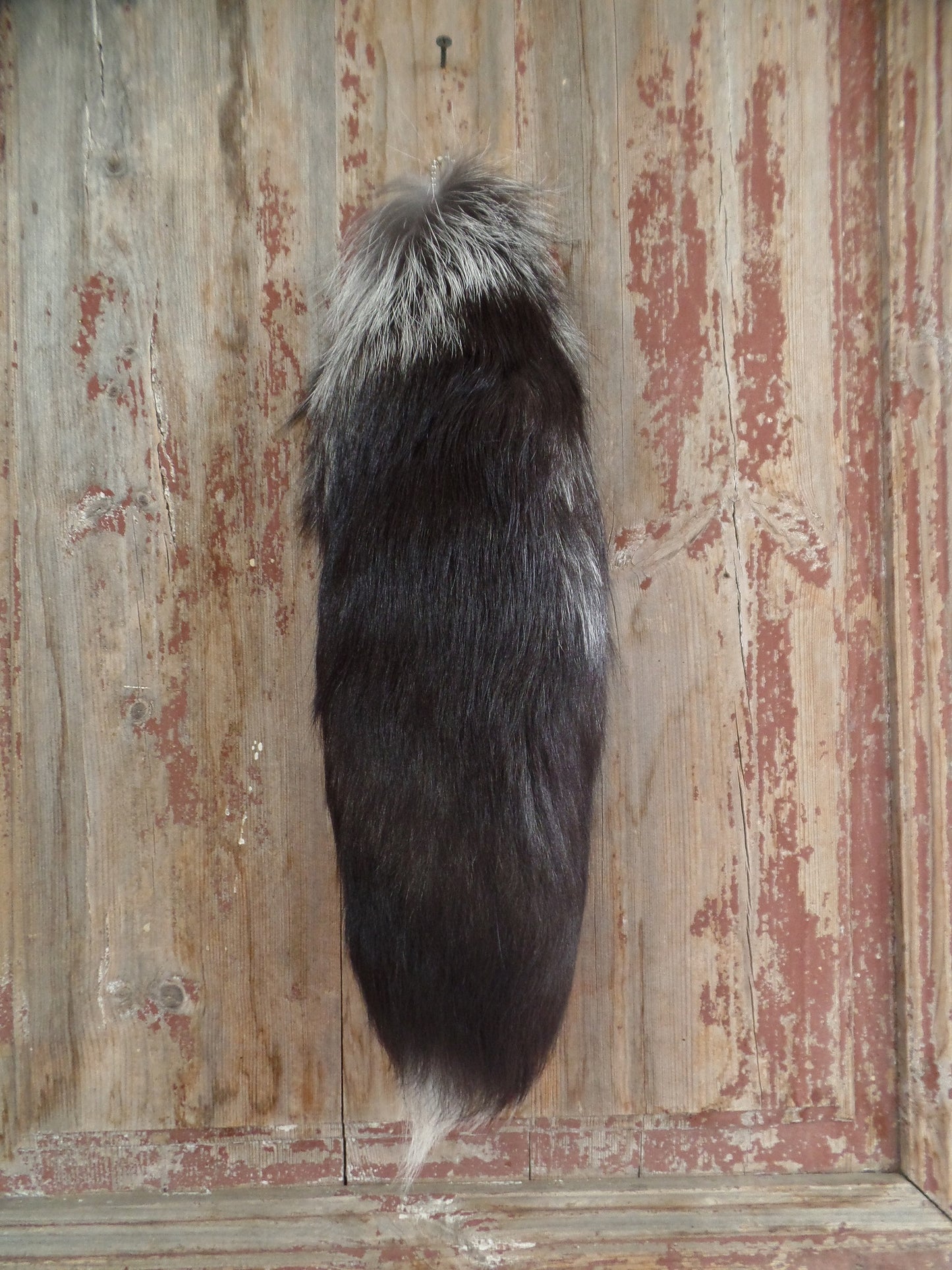 Silver FoxTail