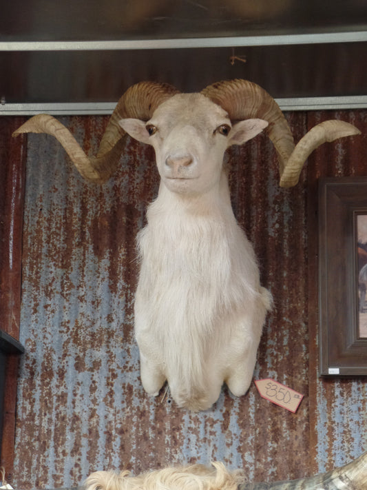 Texas Dall Sheep Shoulder Mount