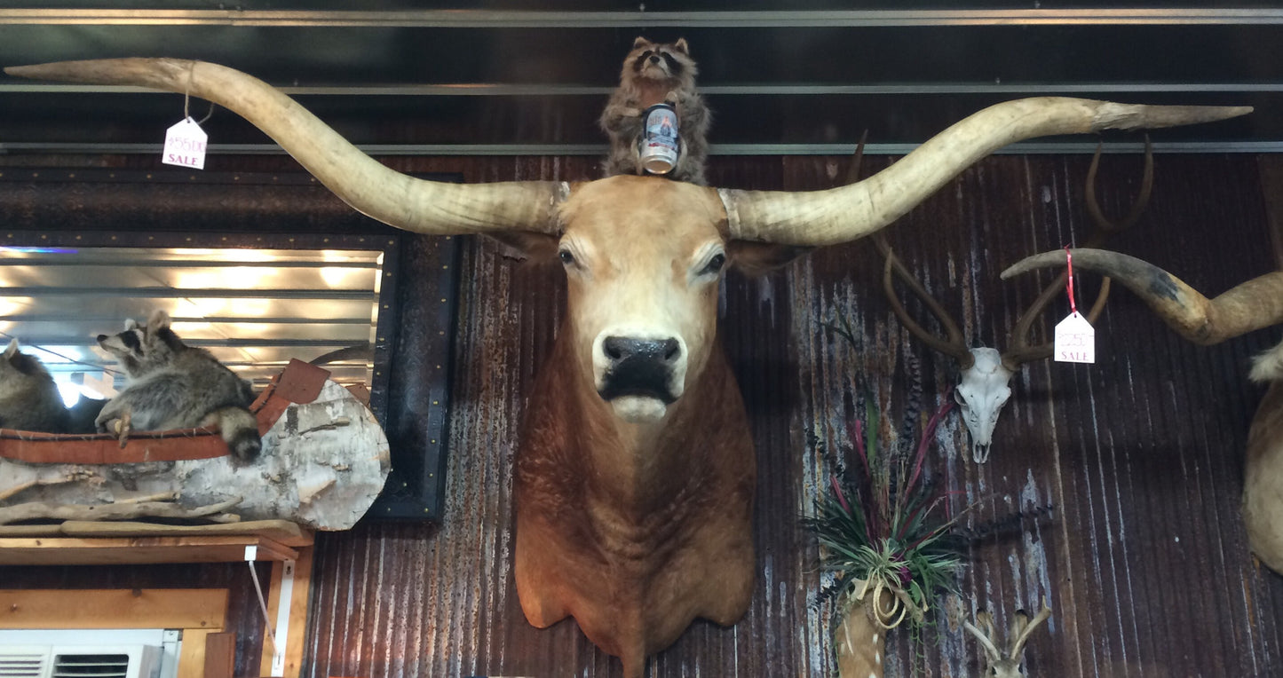 *SOLD* Longhorn Mount NBLND32