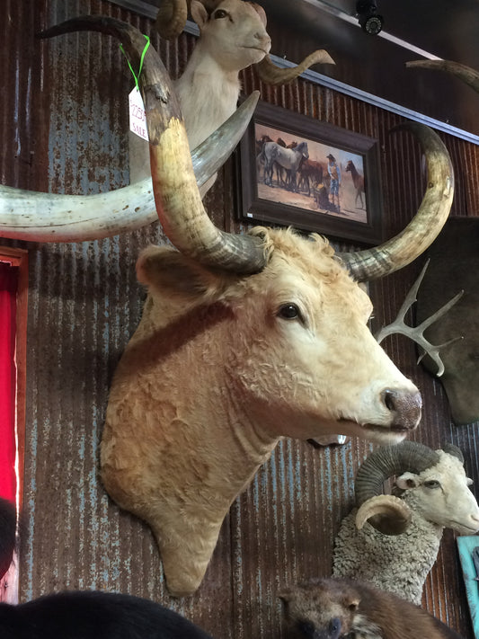 *SOLD* Longhorn Mount SBLD21