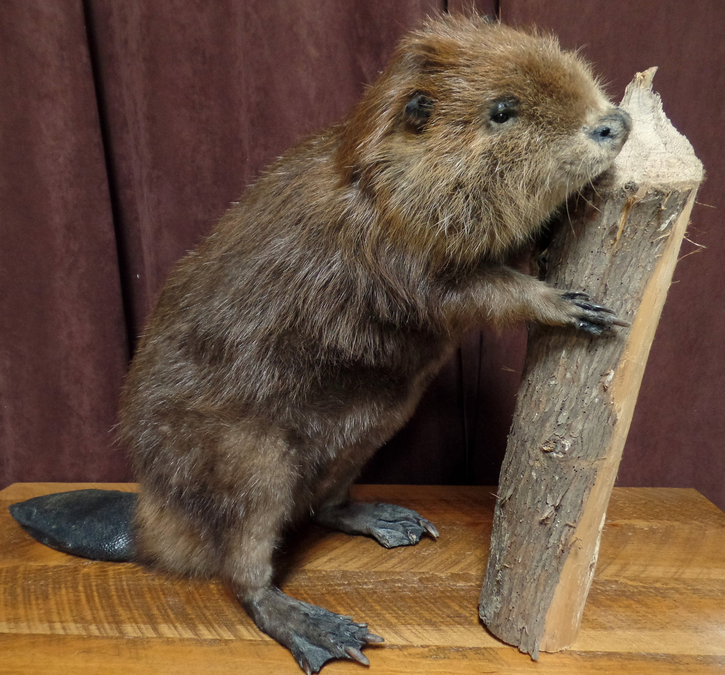 Beaver Mount