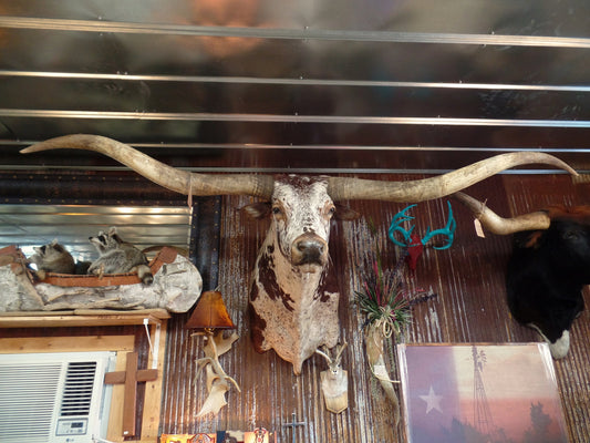 *SOLD* Longhorn Mount