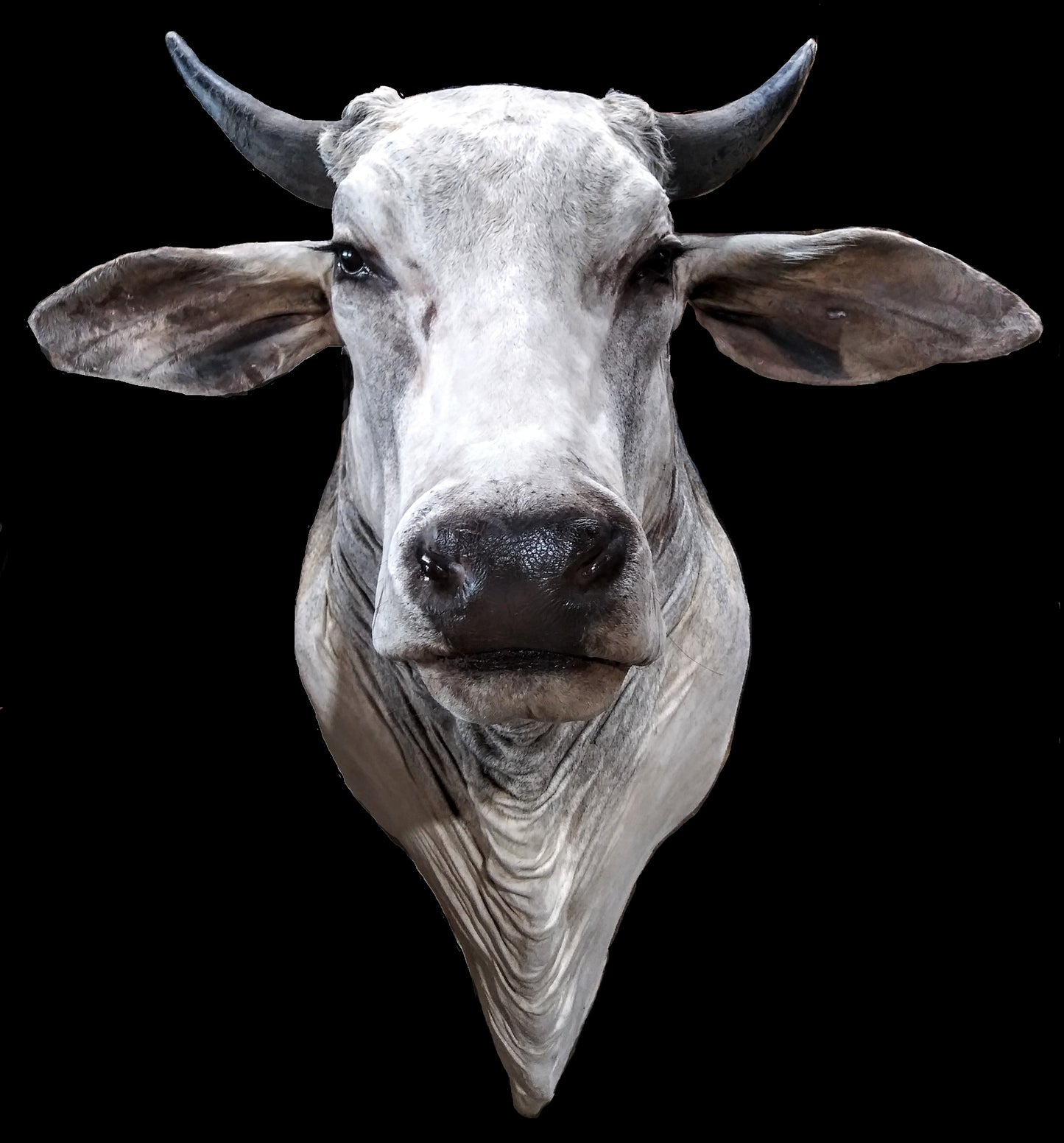 Grey Brahman Shoulder Mount