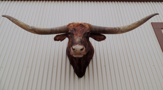 *Sold* Longhorn Mount