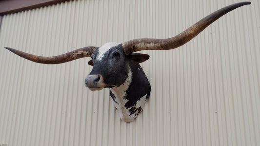 *SOLD* Longhorn Mount  CBWS34