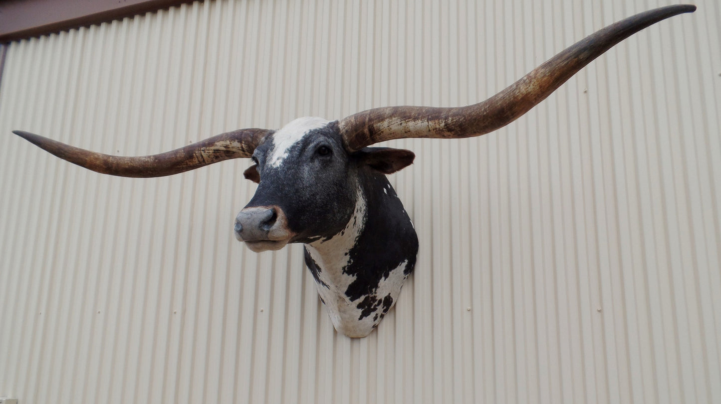 *SOLD* Longhorn Mount  CBWS34