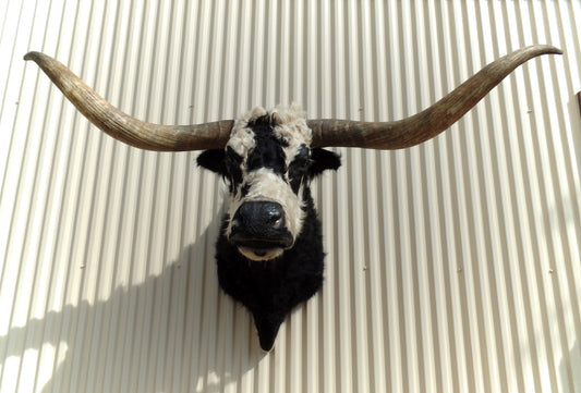 *SOLD* Longhorn Mount NBLW12